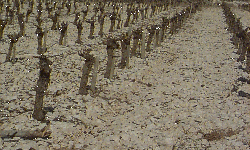 De la bonne terre... bien caillouteuse